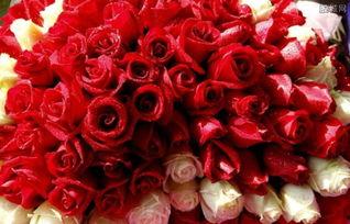 重庆玫瑰花爆料案件最新,揭秘背后惊人真相